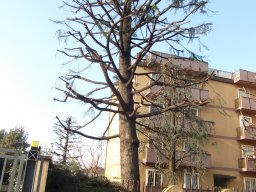 Potatura degli alberi SBAGLIATA